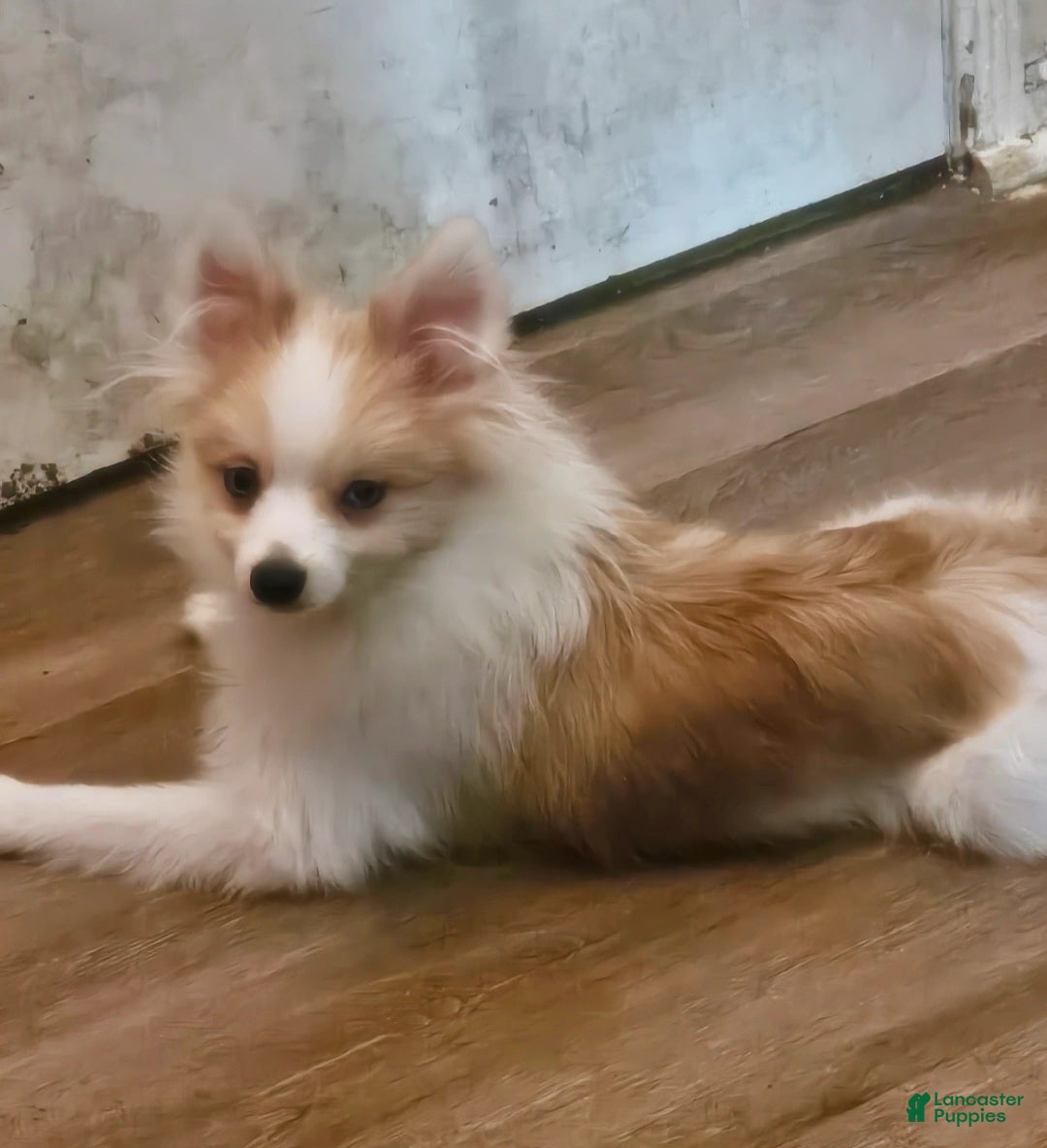 Pomeranian dogs Foxface pomeranian  - Ad 16