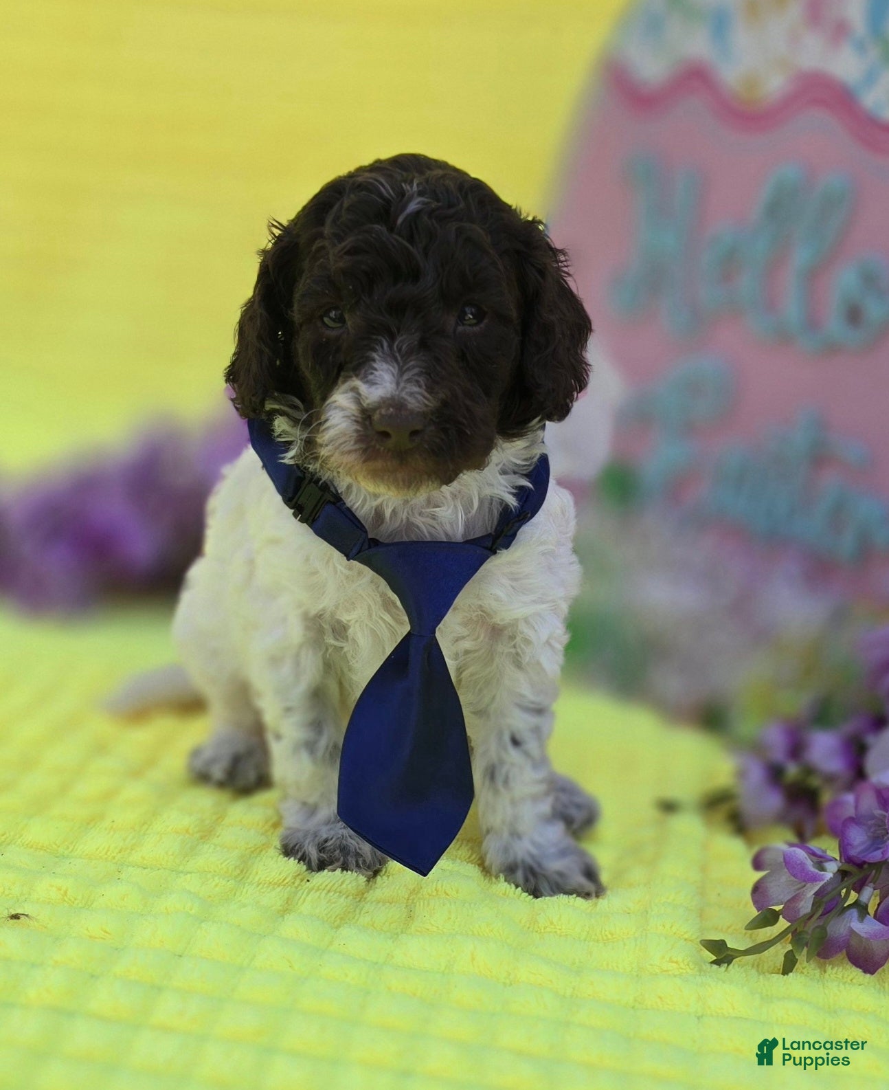 Mini Goldendoodle dogs Chex - Ad 24