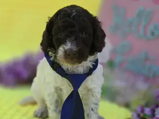 Mini Goldendoodle dogs Chex - Ad 24