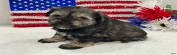 Miniature Schnauzer dogs for sale: Piper Male 1 - Ad 4