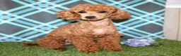 Miniature Poodle dogs for sale: Queenie - Ad 6