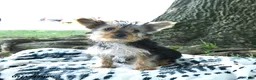 Yorkshire Terrier dogs for sale: Bailey - Ad 5