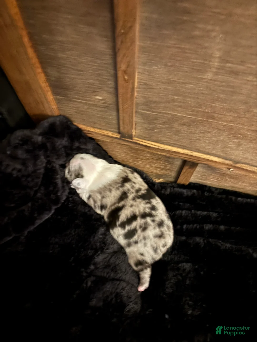 Mixed Breed dogs for sale: Boston terrier - Ad 1