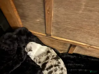 Mixed Breed dogs Boston terrier - Ad 1