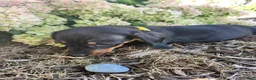 Miniature Dachshund dogs for sale: Zara - Ad 15