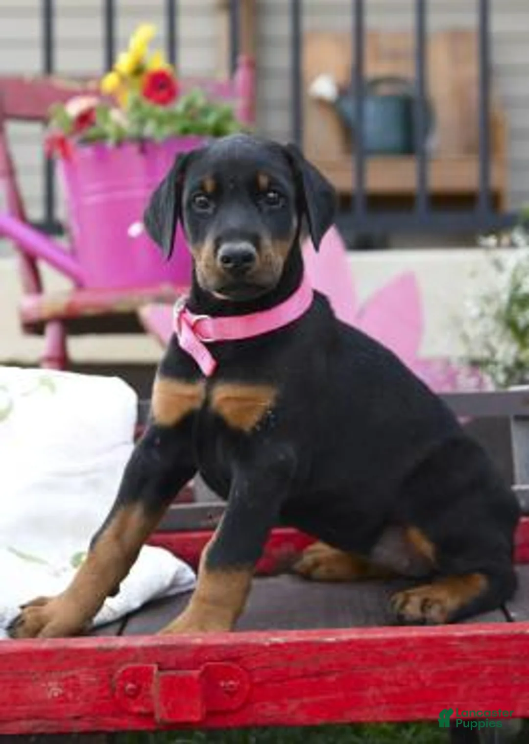 Gallery Image {{count}}