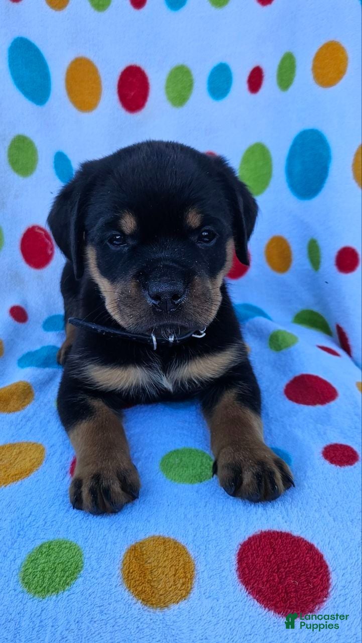 Rottweiler dogs Brynn - Ad 2