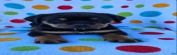 Rottweiler dogs for sale: Brynn - Ad 2
