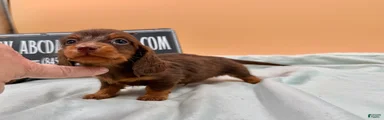 Ch AKC russian