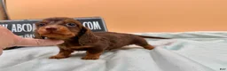 Miniature Dachshund dogs for sale: Ch AKC russian - Ad 1