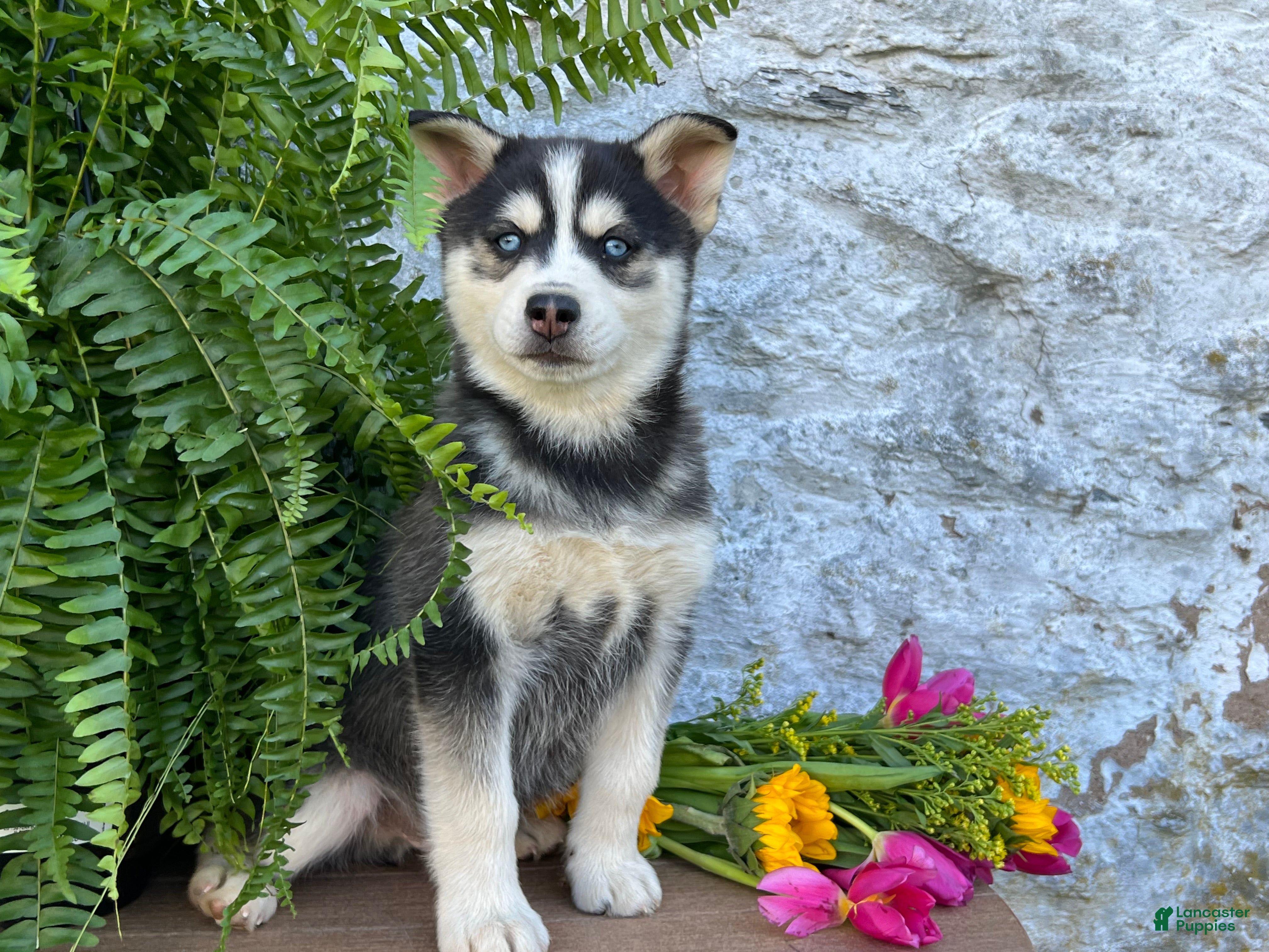 Pomsky dogs Carter - Ad 1