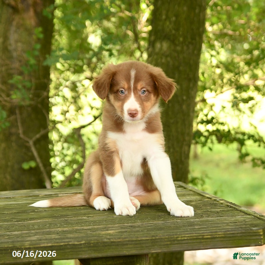 Border Collie dogs Flora   - Ad 1