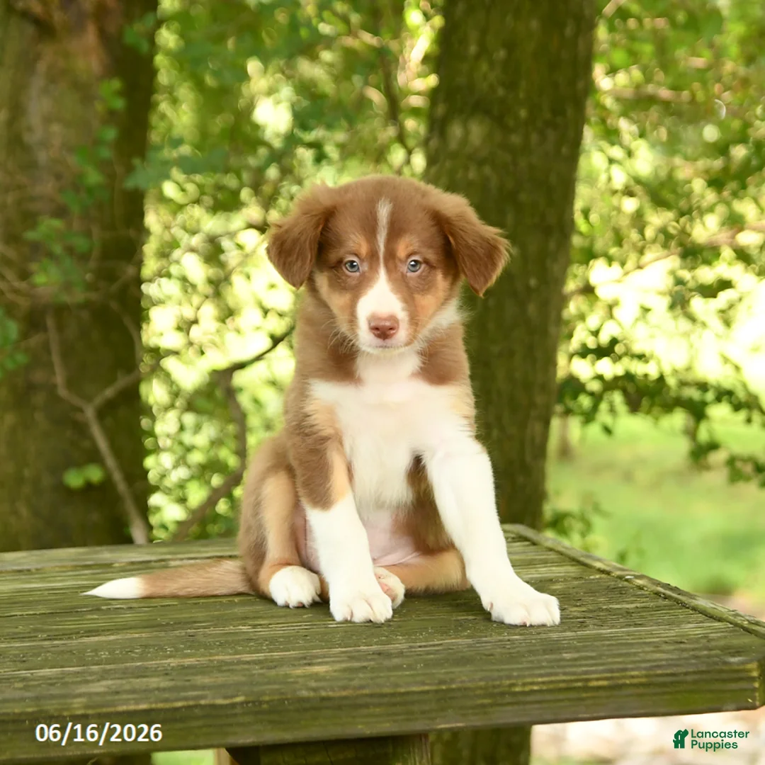 Border Collie dogs for sale: Flora   - Ad 1