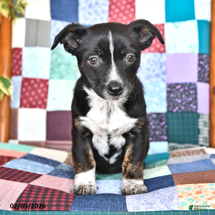 Mixed Breed dogs Snoopy - Ad 2