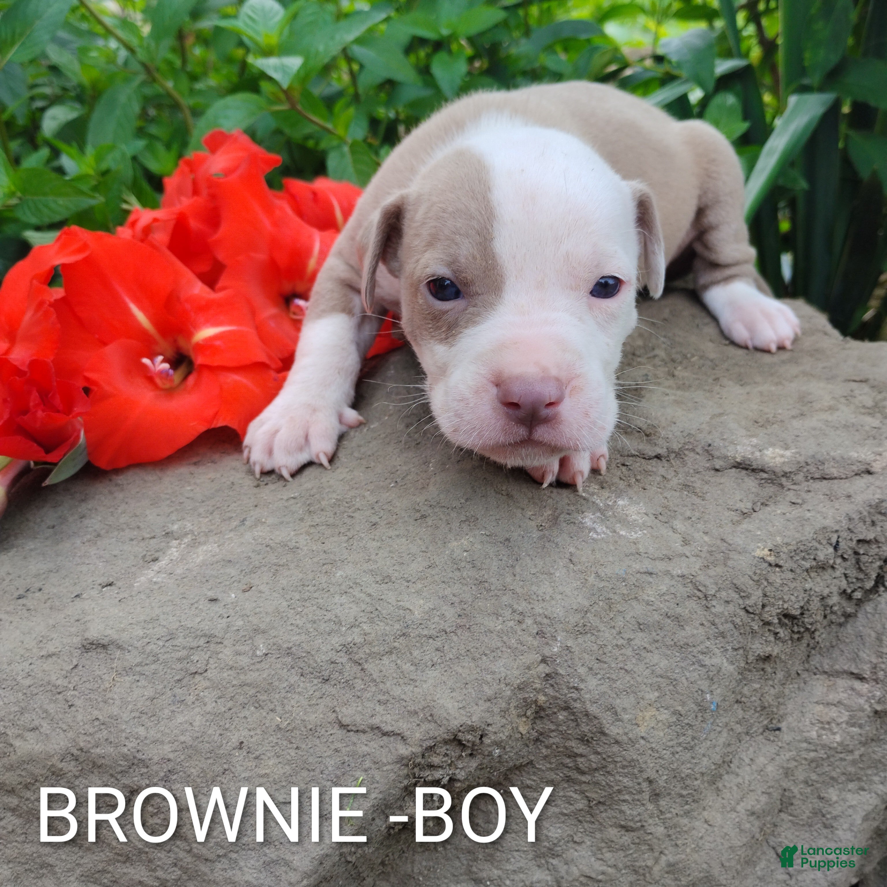 American Pit Bull Terrier dogs BROWNIE - Ad 2