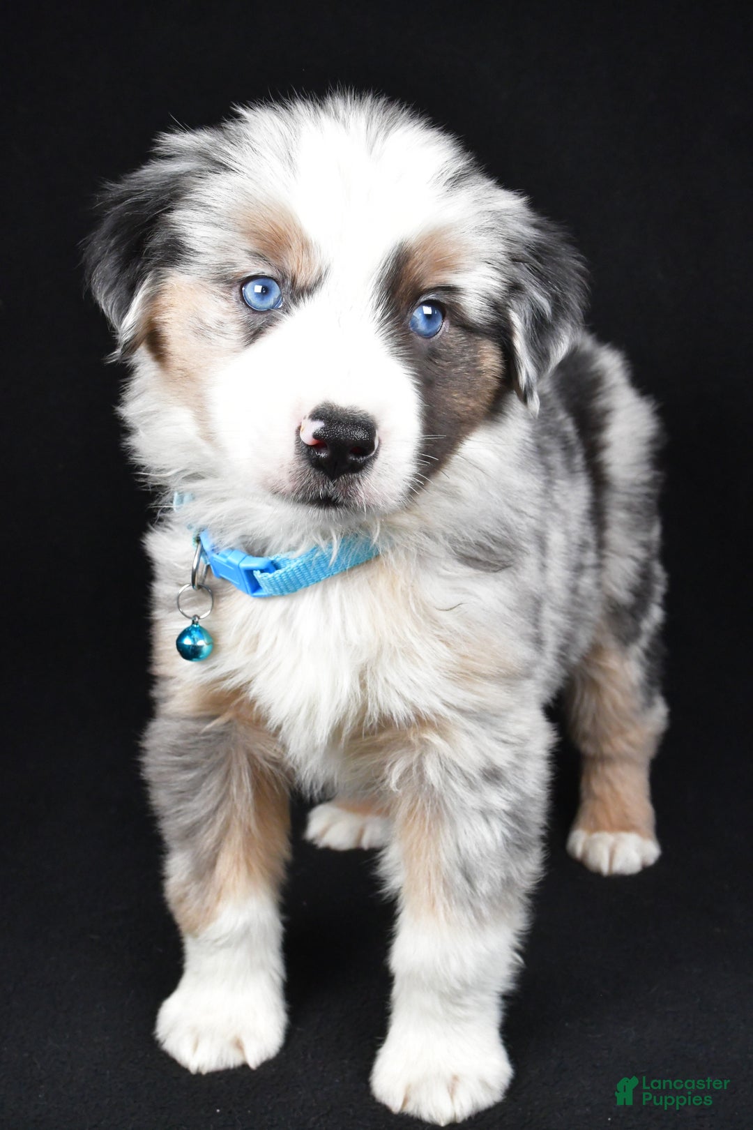 Miniature Australian Shepherd dogs for sale: Oscar - Ad 4