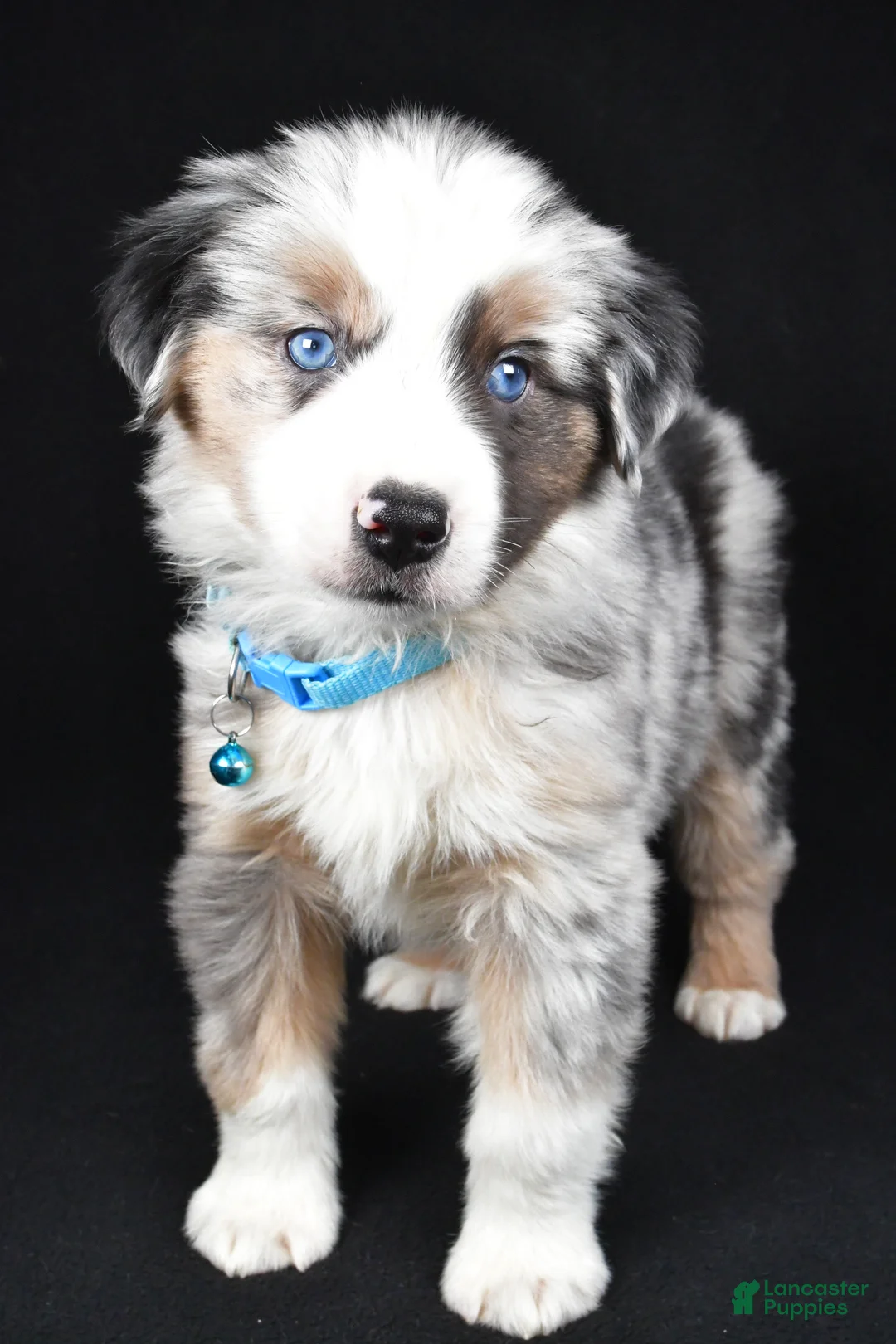 Miniature Australian Shepherd dogs for sale: Oscar - Ad 4
