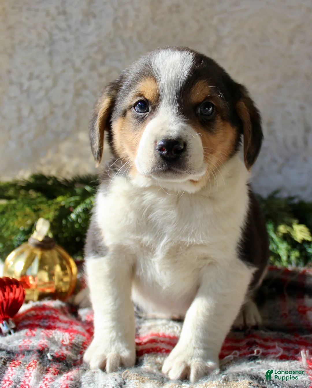 Mixed Breed dogs for sale: George - Ad 2