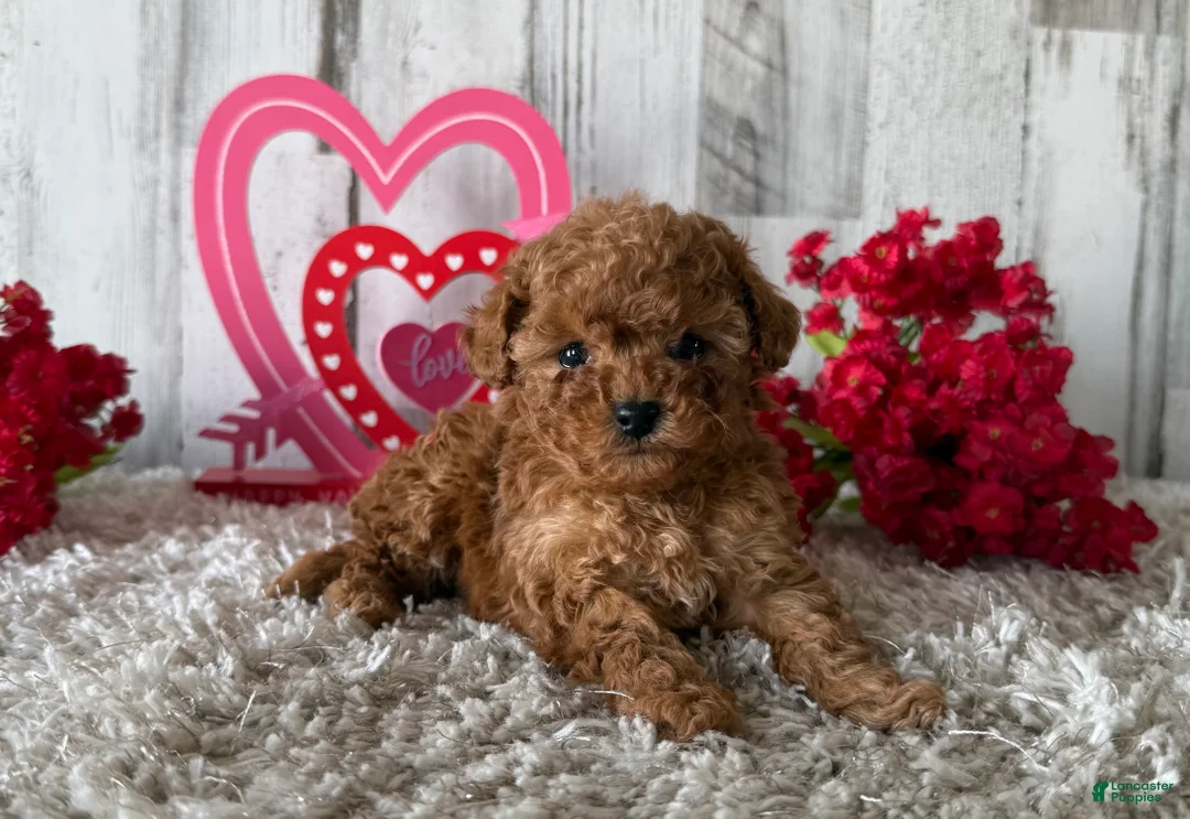 Toy Poodle dogs for sale: Winster - Ad 2