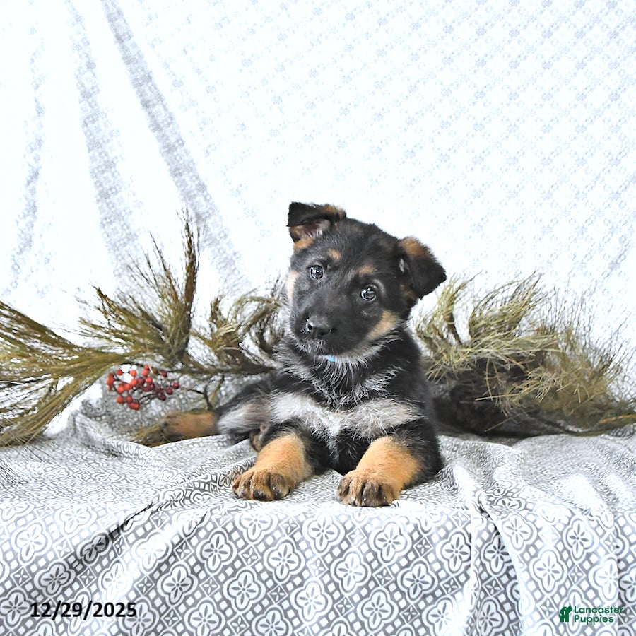 German Shepherd dogs Bella   - Ad 33