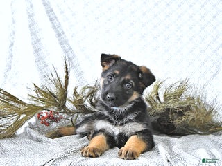 German Shepherd dogs Bella - Ad 33