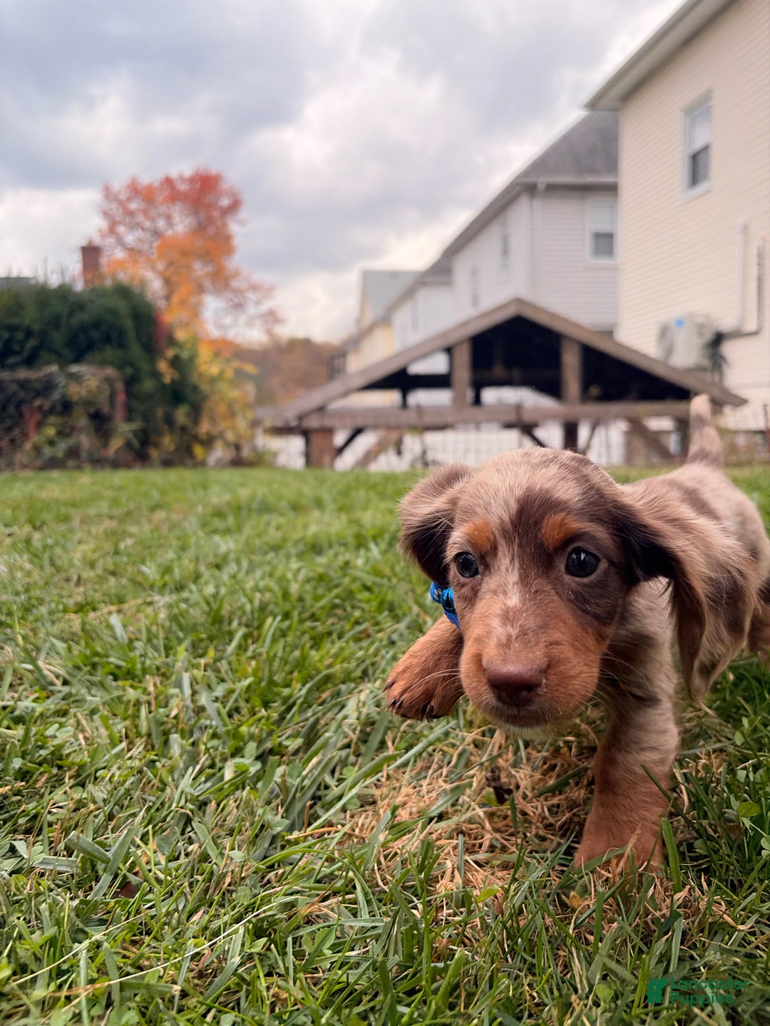 Miniature Dachshund dogs for sale: Spud - Ad 2