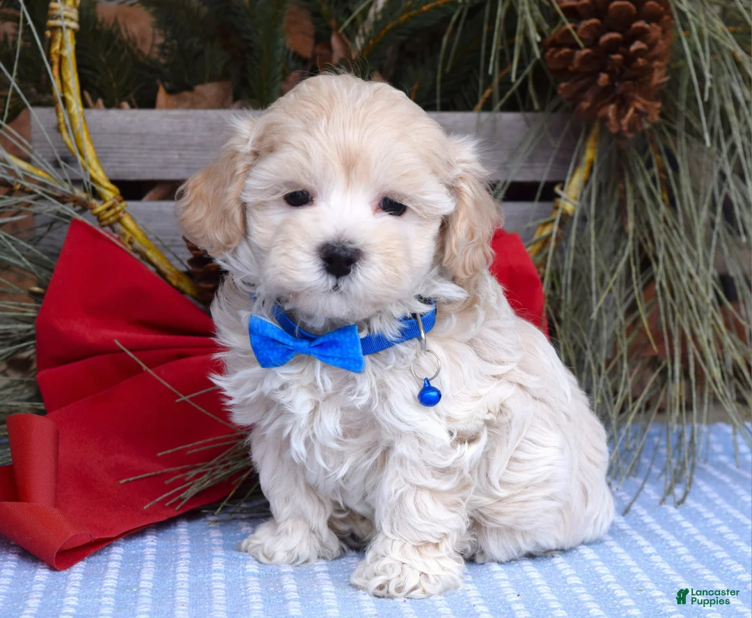 Maltipoo dogs for sale: Maverick - Ad 4