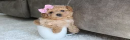 Bichpoo dogs for sale: Lexy - Ad 5