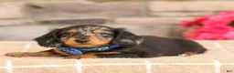 Miniature Dachshund dogs for sale: Miles - Ad 2