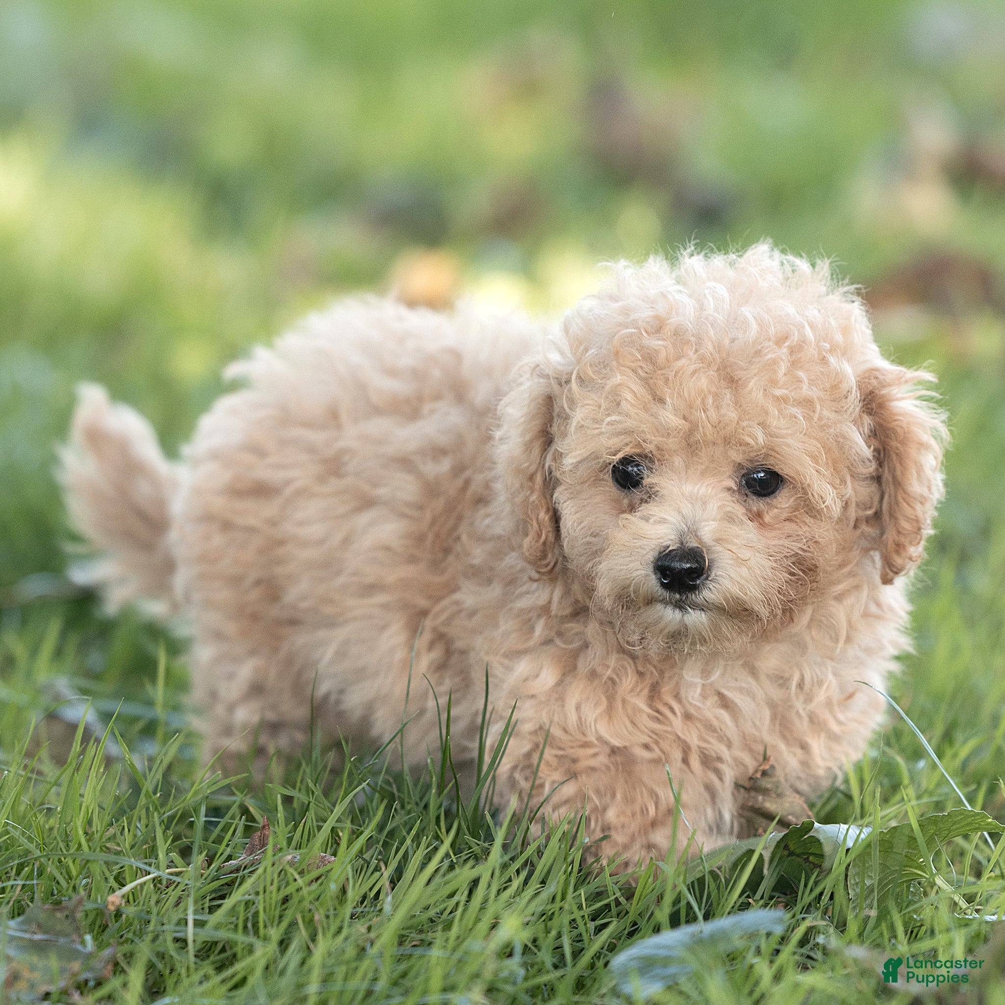Maltipoo dogs Minnie Maltipoo  - Ad 2