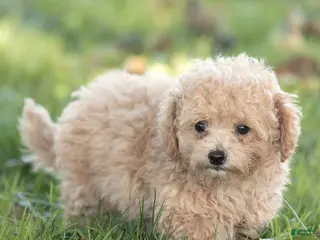 Maltipoo dogs Minnie Maltipoo - Ad 2