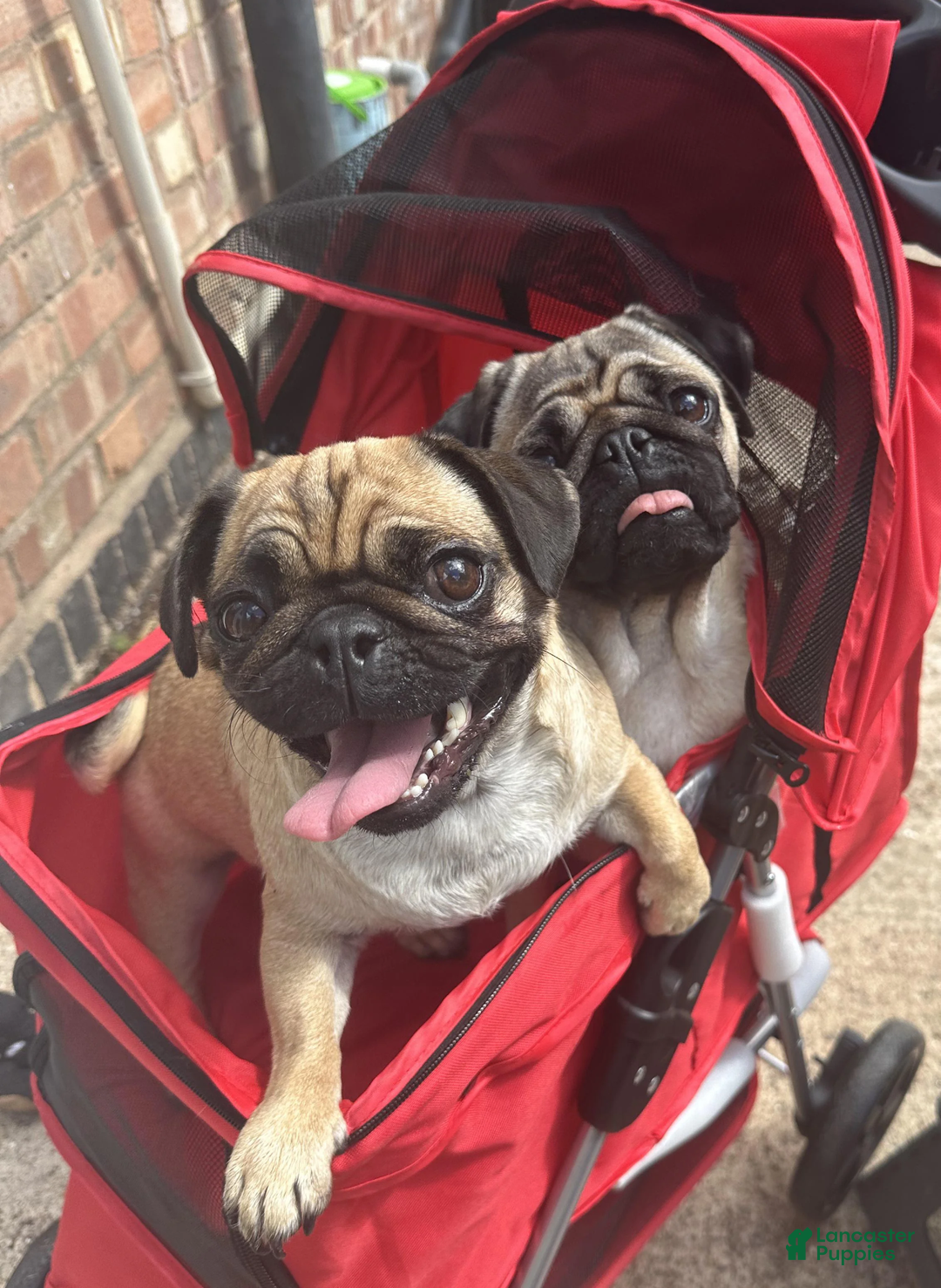 Pugapoo dogs for sale: Pugapoo Puppy 1 - Ad 3