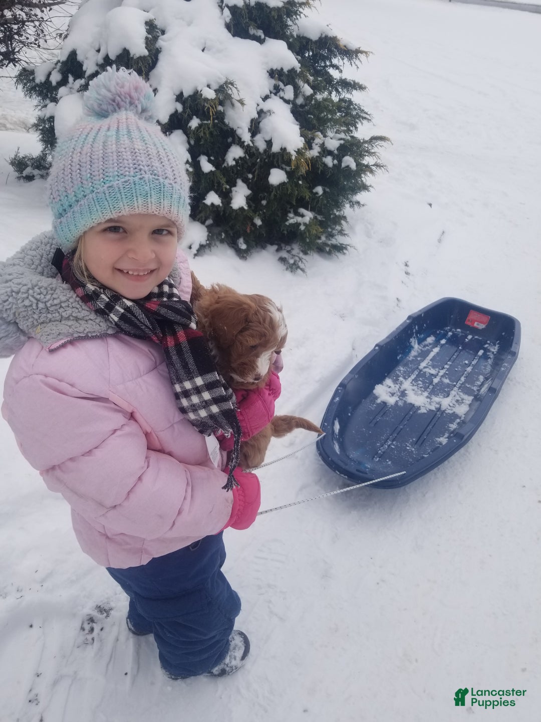 Mini Goldendoodle dogs for sale: Mini Goldendoodle Puppy 2 - Ad 7