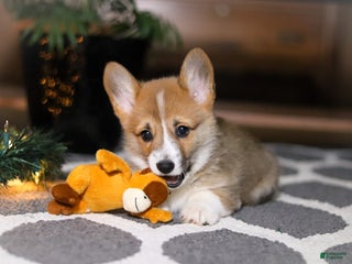 Welsh Corgi Pembroke dogs Riley - Ad 39