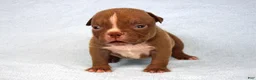 American Bully dogs for sale: Chocolate Male  - Ad 4