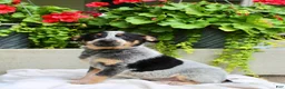 Australian Cattle Dog dogs for sale: Cody - Ad 7