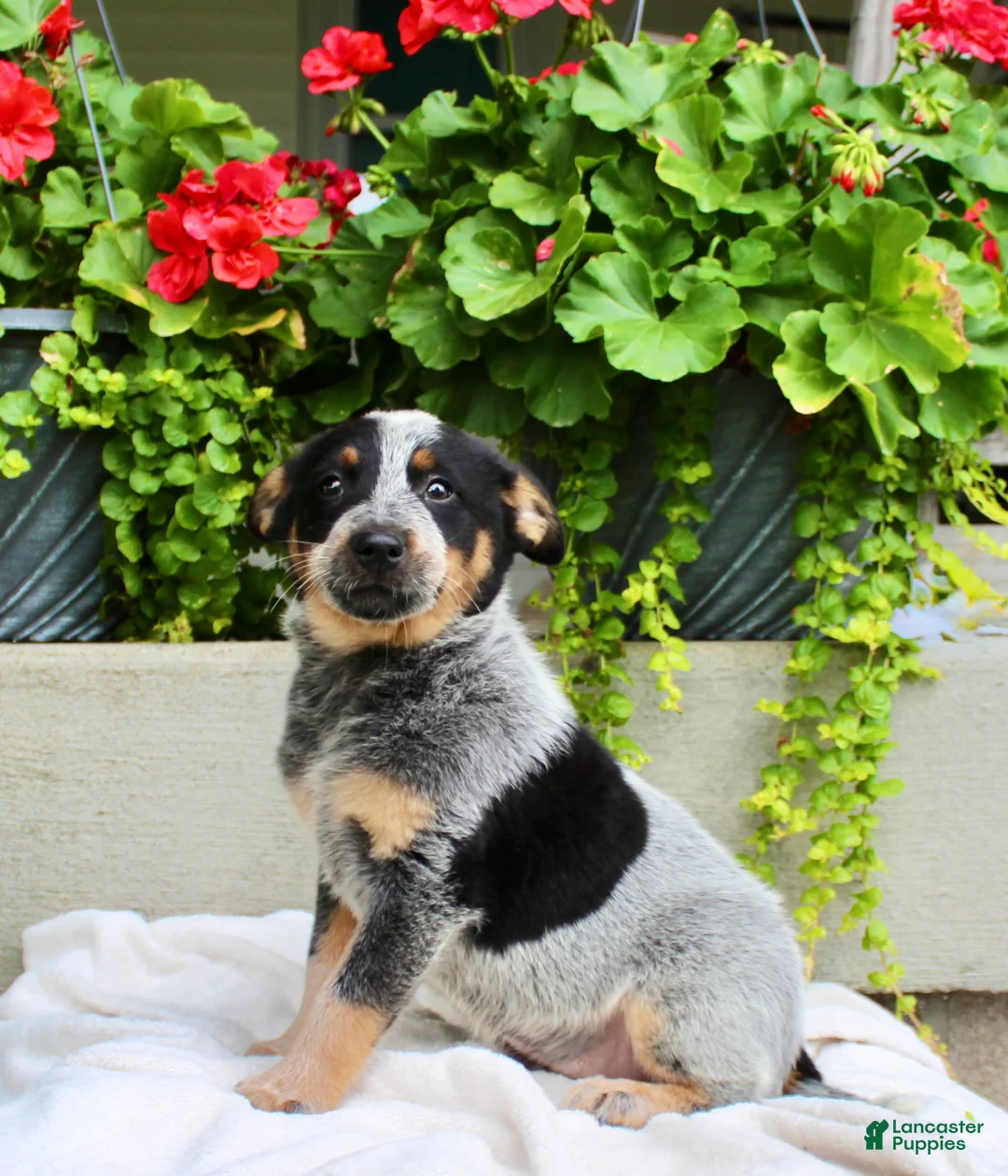 Australian Cattle Dog dogs for sale: Cody - Ad 7