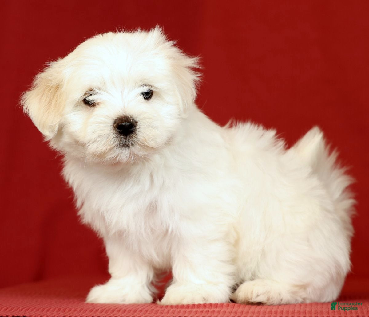 Maltese dogs Lucy - Ad 2