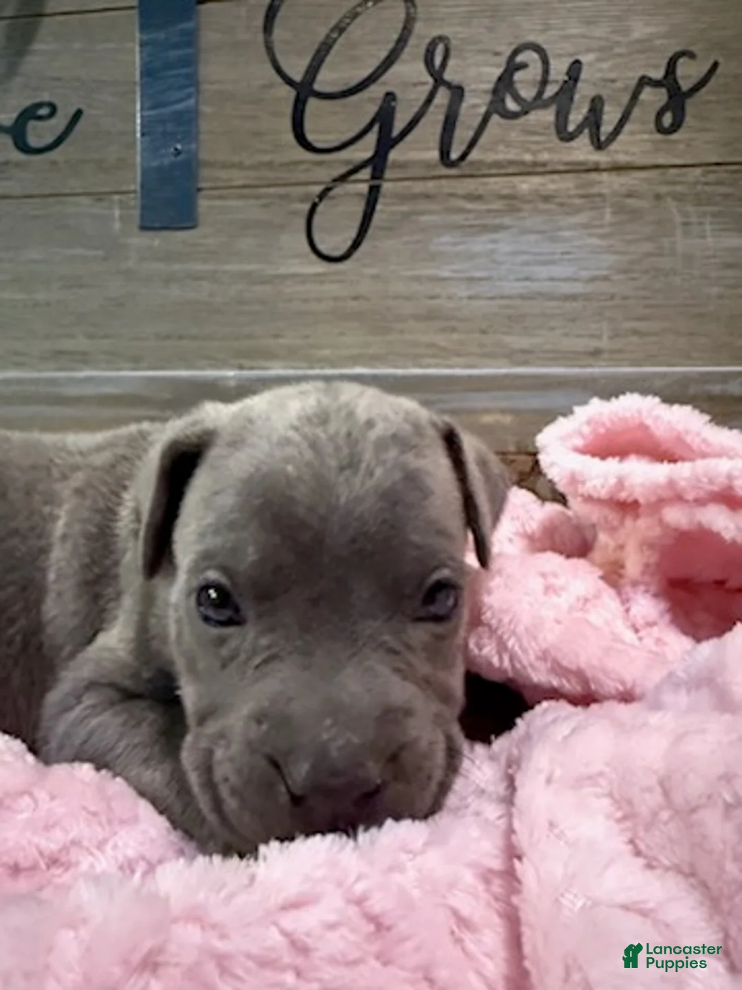 Cane Corso dogs for sale: Girl 5 - Ad 2