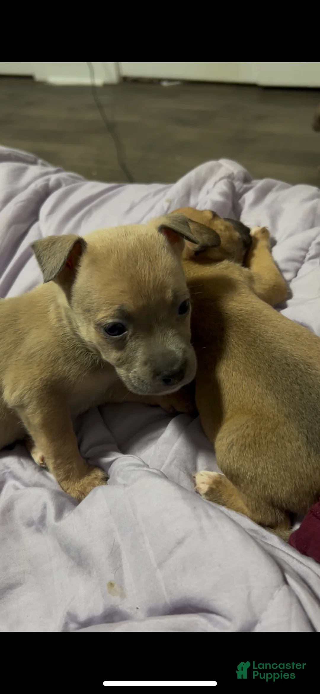 Mixed Breed dogs for sale: Boy 6 - Ad 2