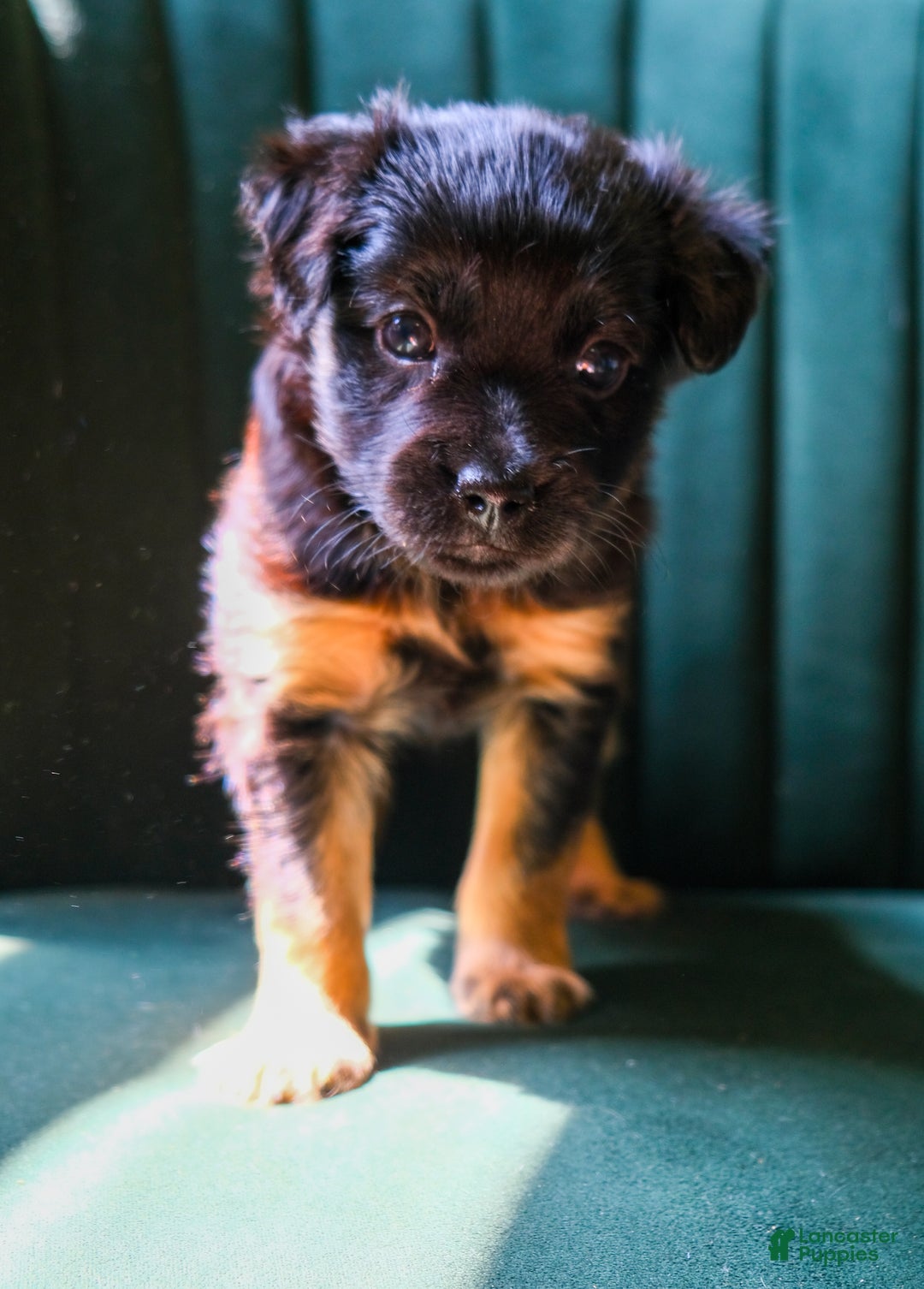 Terrier Mix Dotson Chihuahua Mix Puppies Week Old Chihuahua