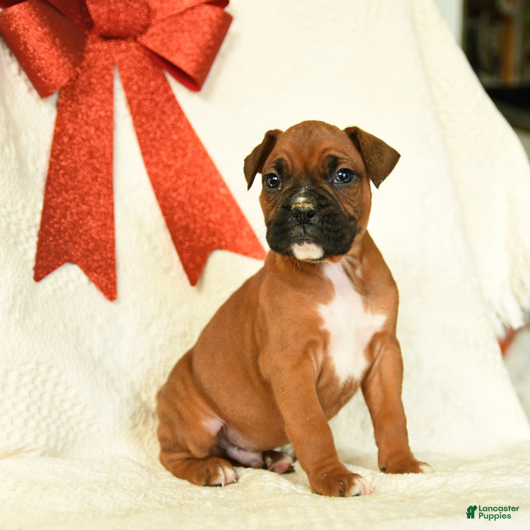 Boxer dogs for sale: Frosty - Ad 2