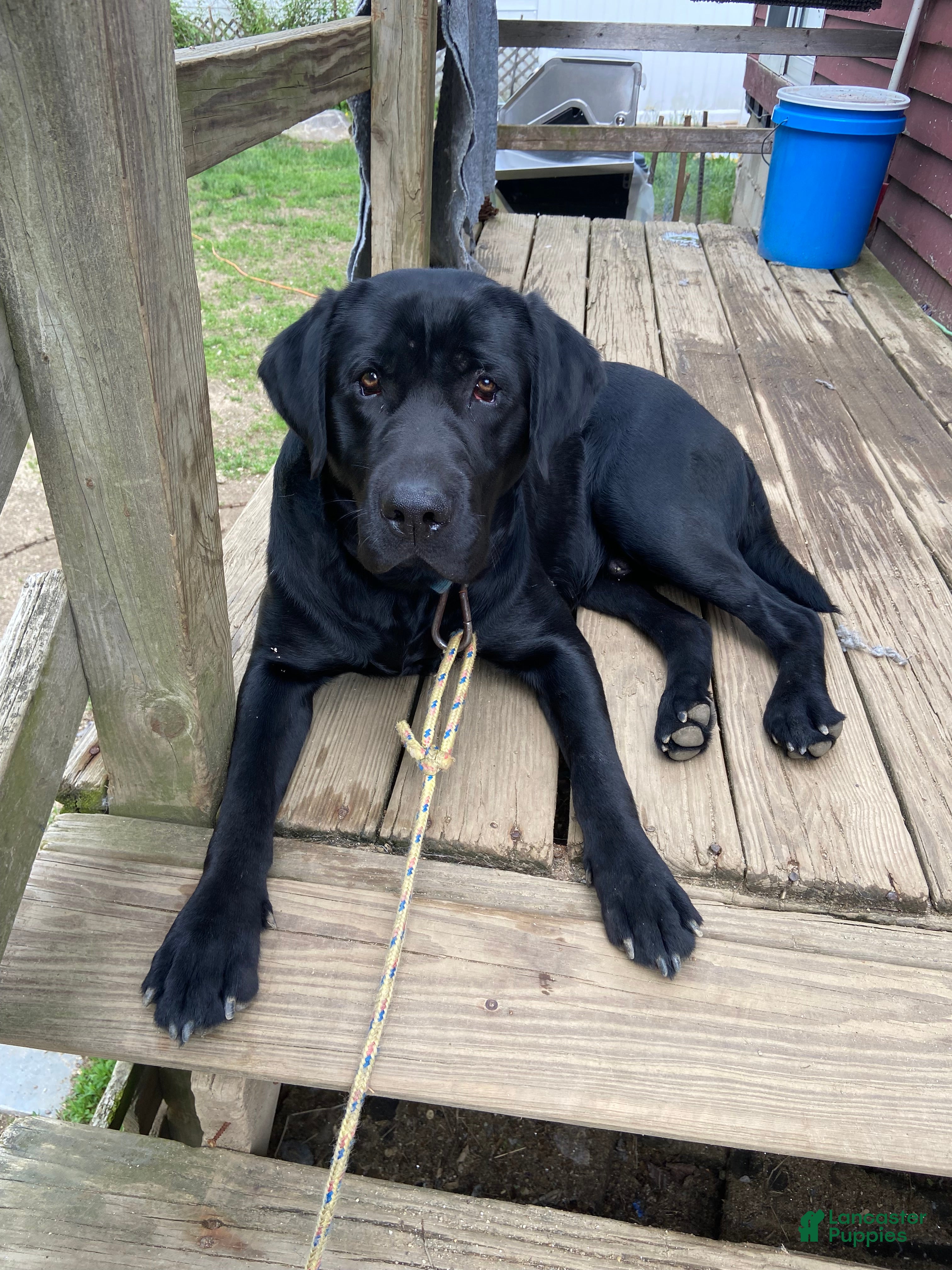 Cooper