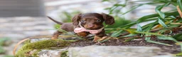 Miniature Dachshund dogs for sale: Stella - Ad 4