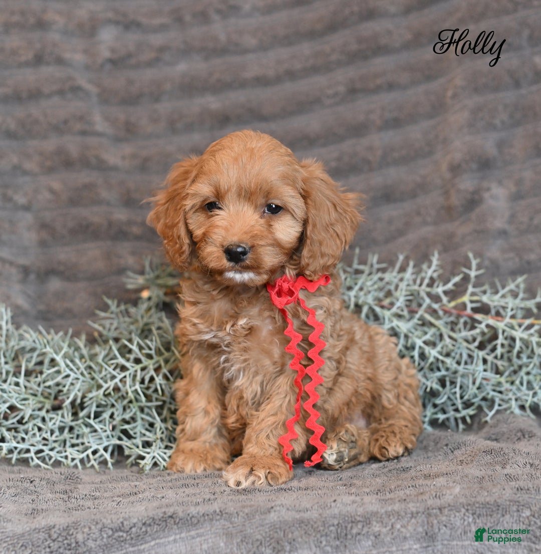 Cockapoo dogs for sale: Holly - Ad 1
