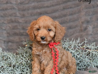 Cockapoo dogs Holly - Ad 11