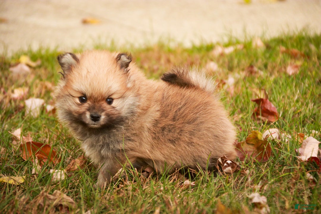 Pomeranian dogs for sale: Ben - Ad 7