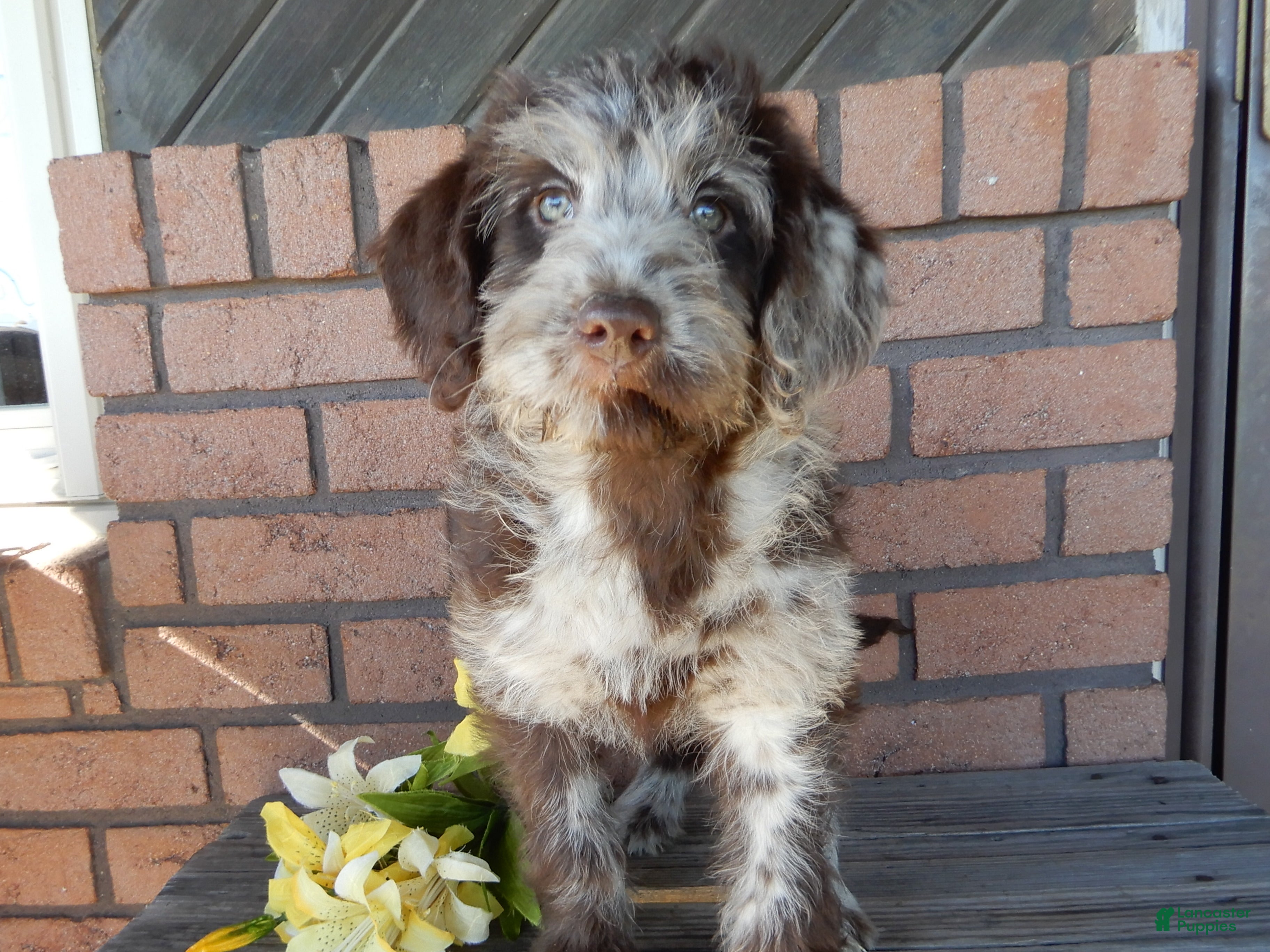 Labradoodle dogs Sweetie - Ad 14