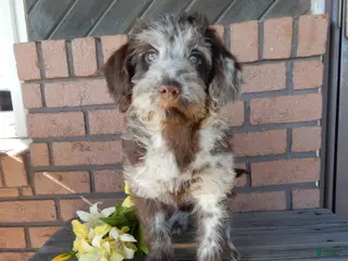 Labradoodle dogs Sweetie - Ad 13