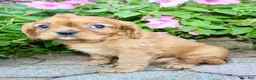 Cavalier King Charles Spaniel dogs for sale: Dexter Male AKC Cavalier - Ad 8